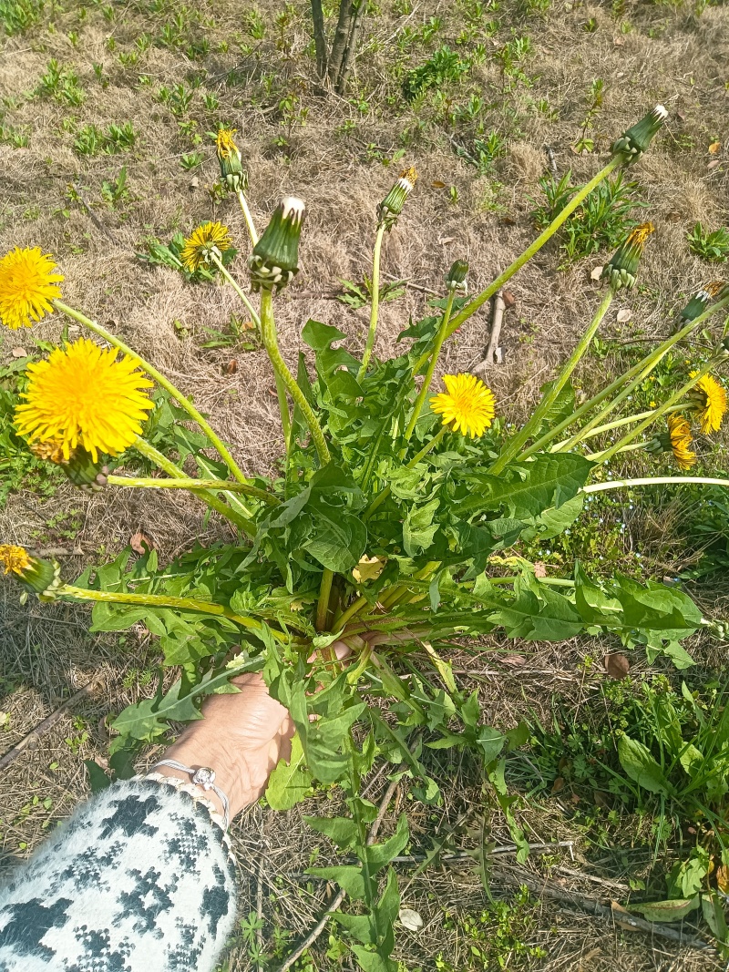 蒲公英干货