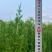 塔松塔柏1.6高左右，基地价59元/棵