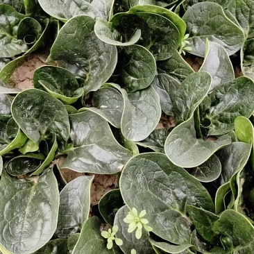 河南正宗红根趴地菠菜