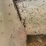 -活体蚂蚱东亚飞蝗钓鱼饵宠物饲料