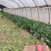 山东大菠菜