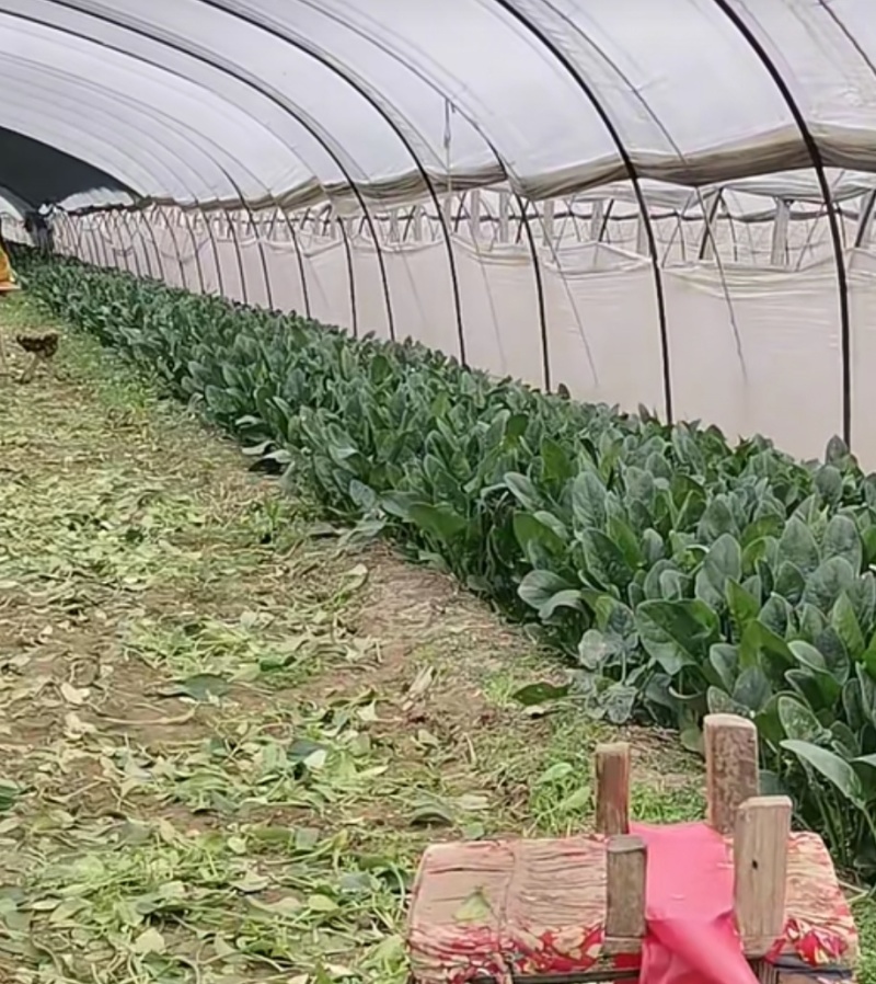 山东大菠菜
