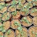 覆盆子杯苗（1年生2年生）