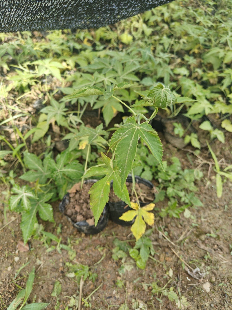 覆盆子杯苗（1年生2年生）