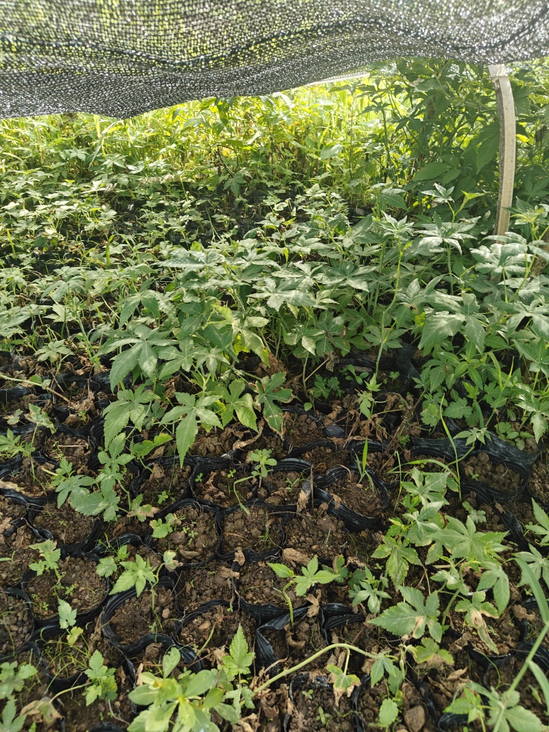 覆盆子杯苗（1年生2年生）