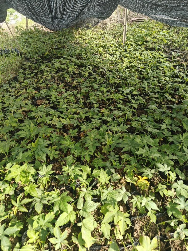 覆盆子杯苗（1年生2年生）