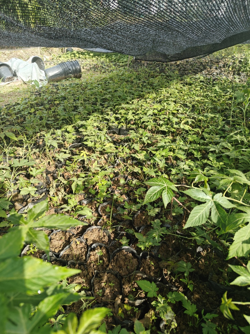 覆盆子杯苗（1年生2年生）
