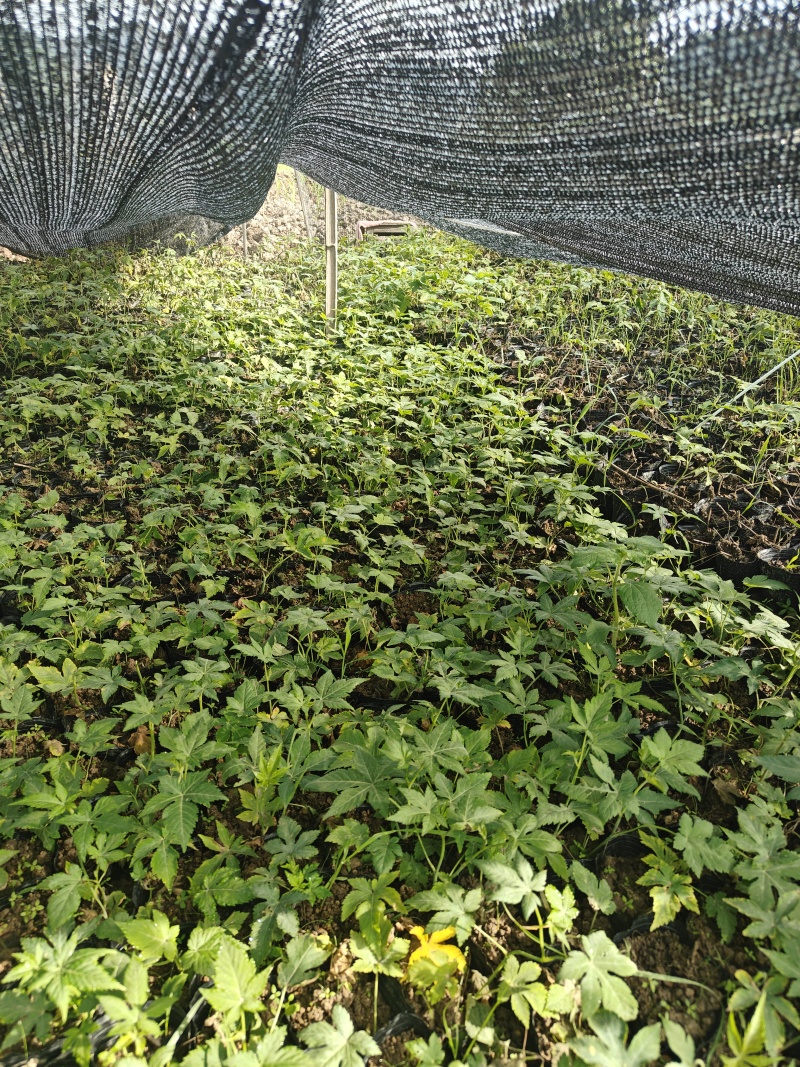 覆盆子杯苗（1年生2年生）