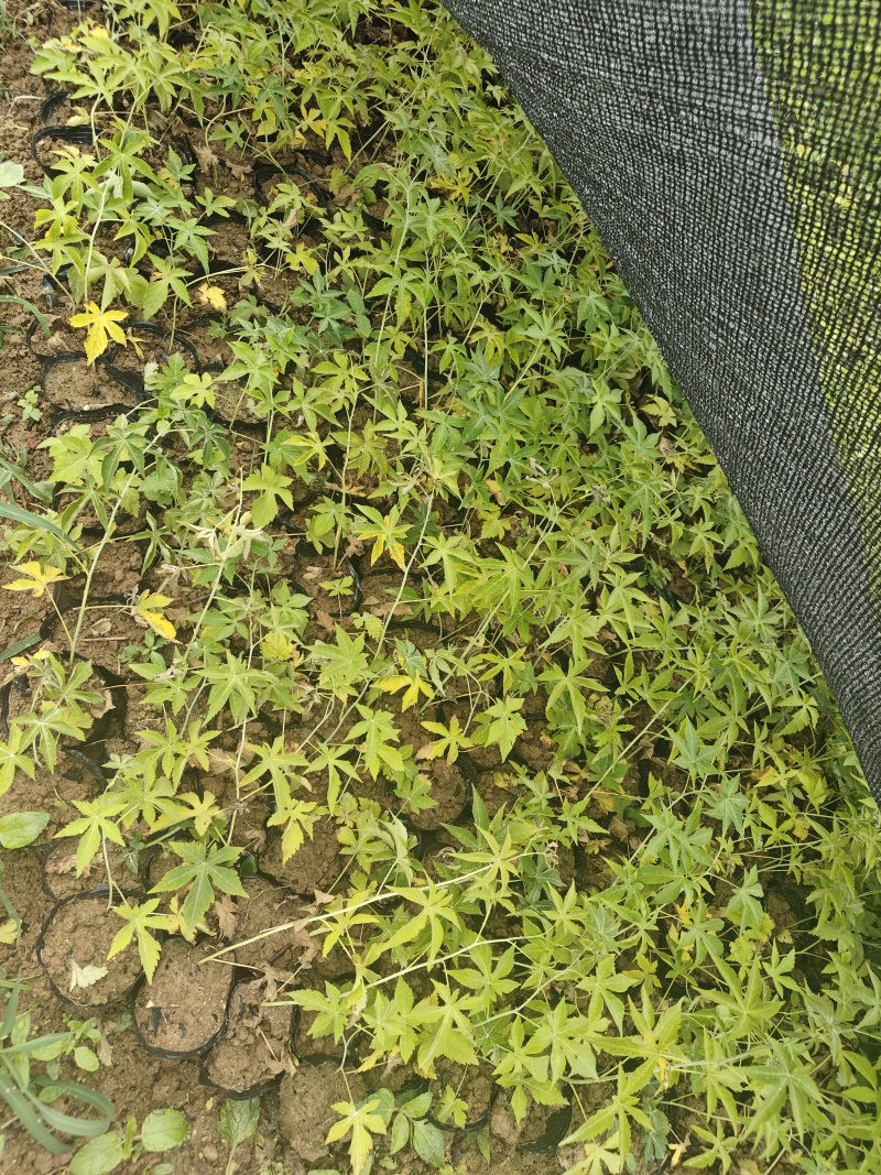 覆盆子杯苗（1年生2年生）
