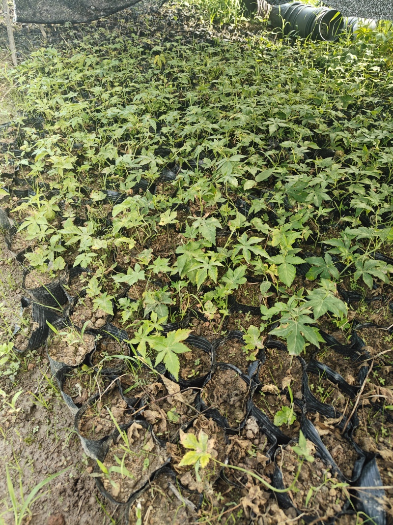 覆盆子杯苗（1年生2年生）