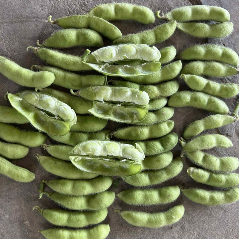 芜湖沈鲜大毛豆新鲜采摘，品质好口感好，一手货源保质保量。