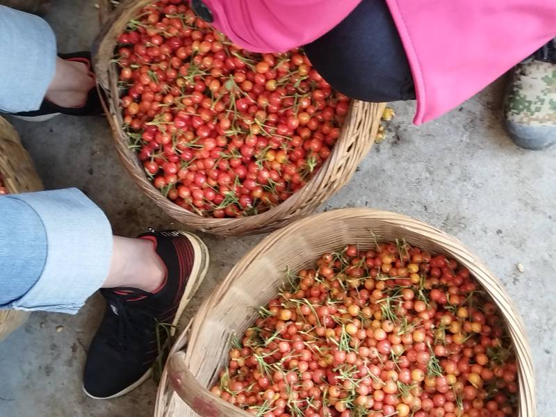 夕阳红樱桃甜香美味可口耐运输
