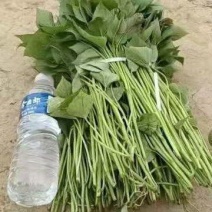 优质脱毒红薯苗，商薯十九，西瓜红，蜜薯25.济26.等