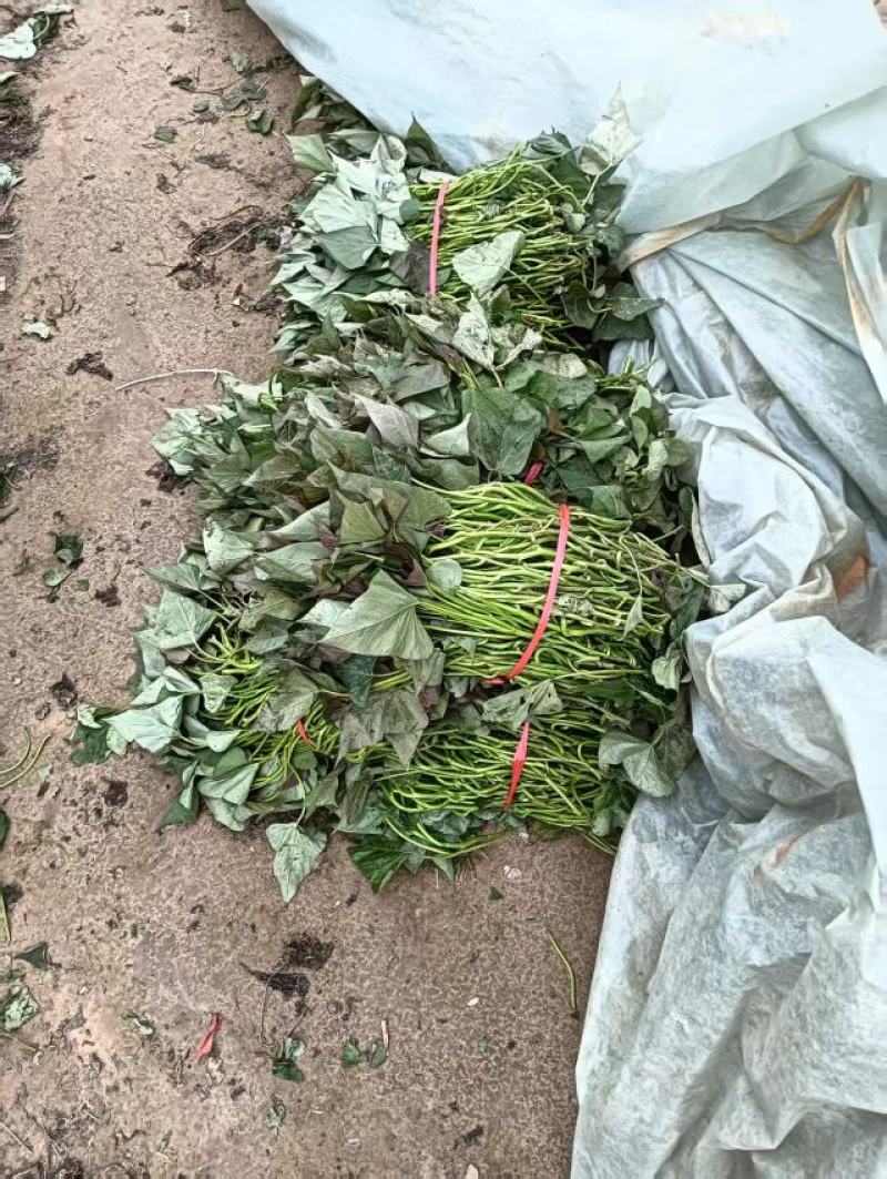 优质脱毒红薯苗，商薯十九，西瓜红，蜜薯25.济26.等