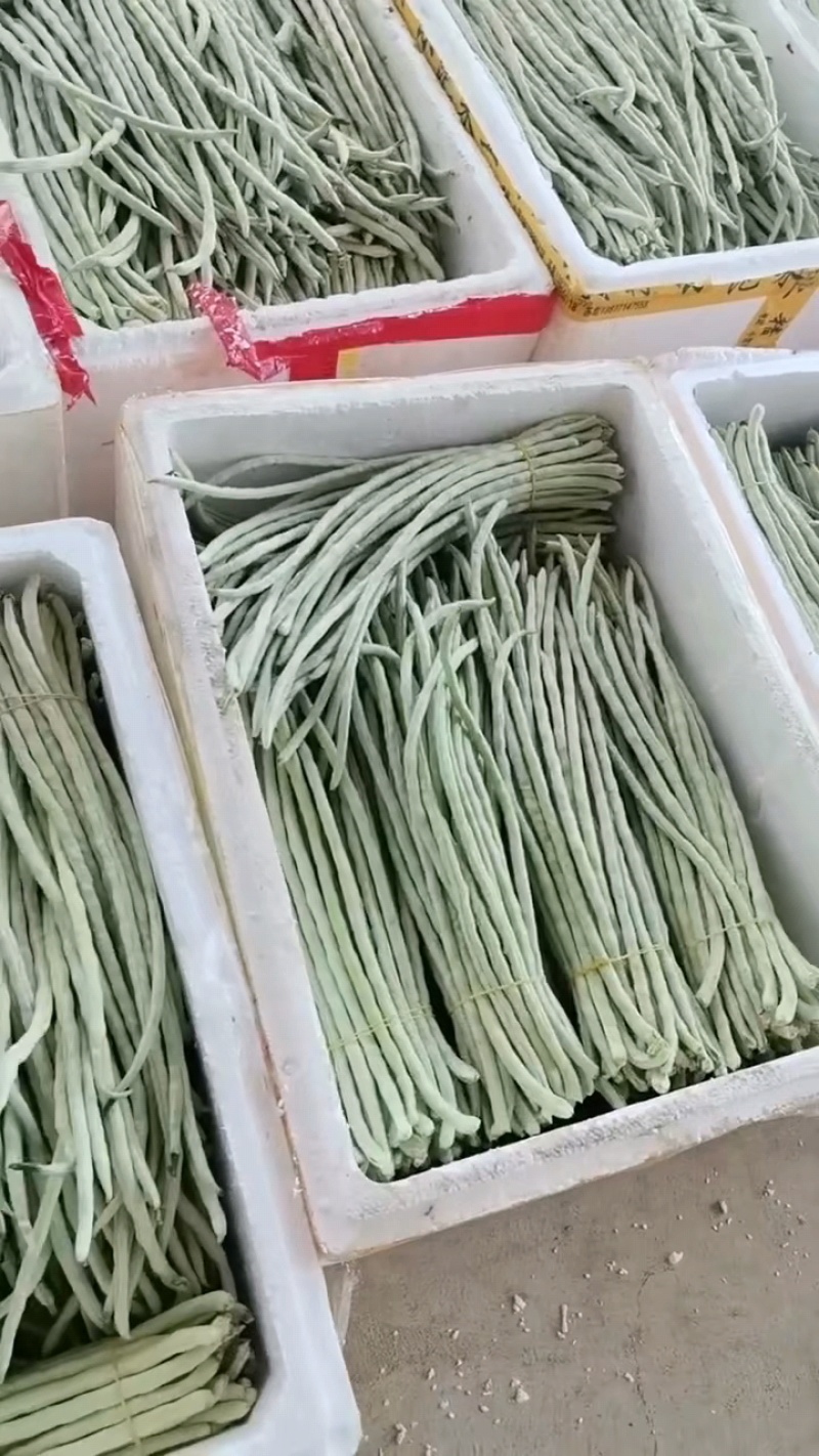 白豆角新鲜上市。欢迎各位老板采购。量大从优。