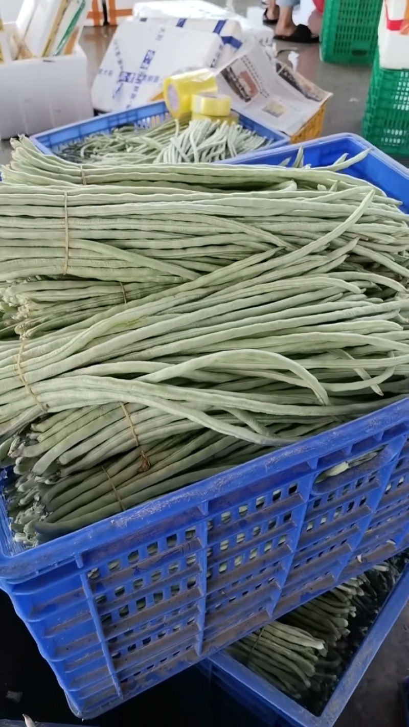 白豆角新鲜上市。欢迎各位老板采购。量大从优。