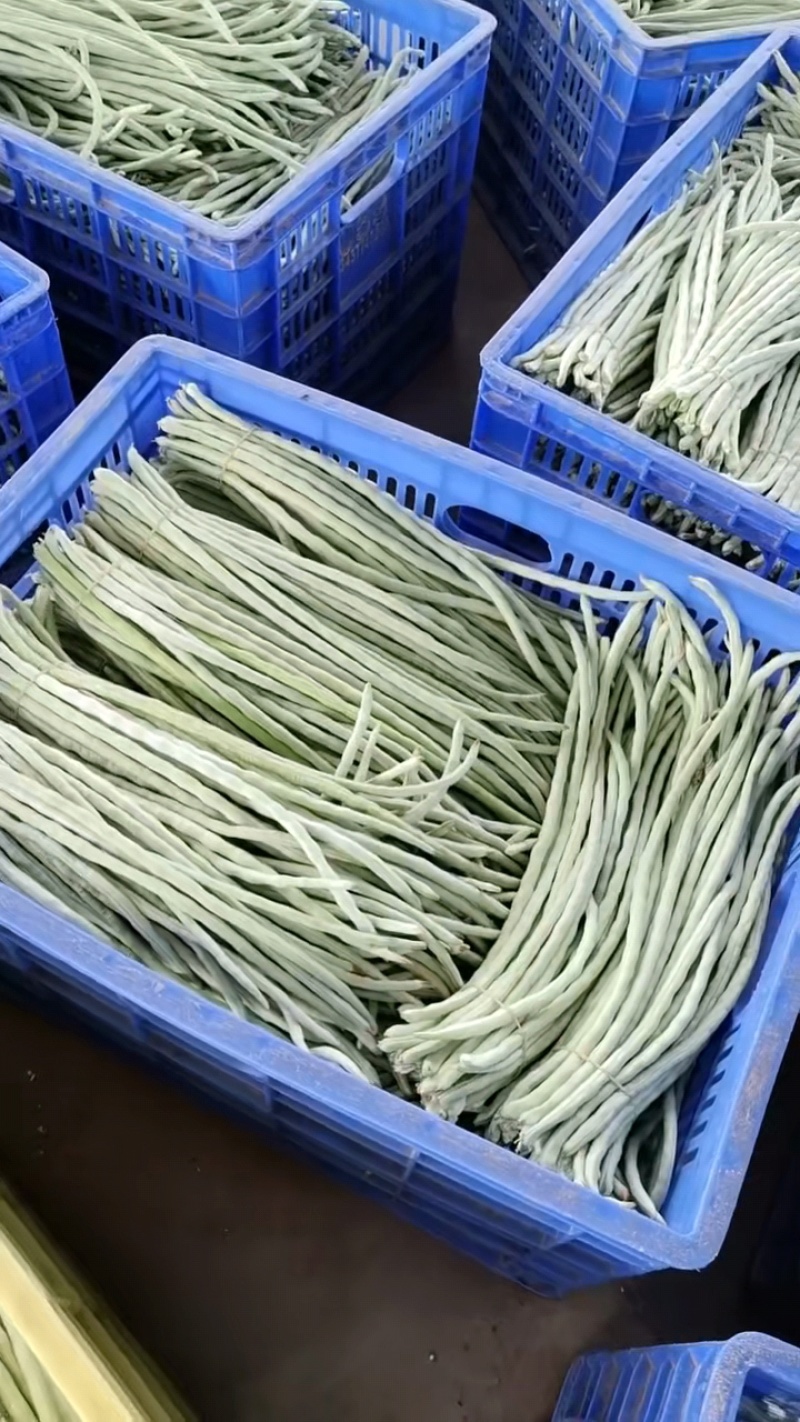 白豆角新鲜上市。欢迎各位老板采购。量大从优。