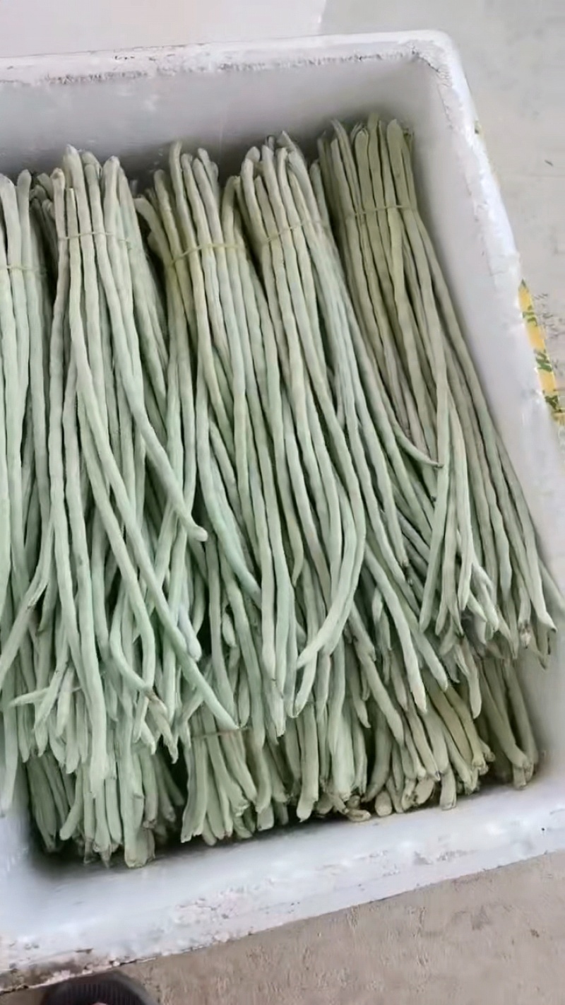 白豆角新鲜上市。欢迎各位老板采购。量大从优。