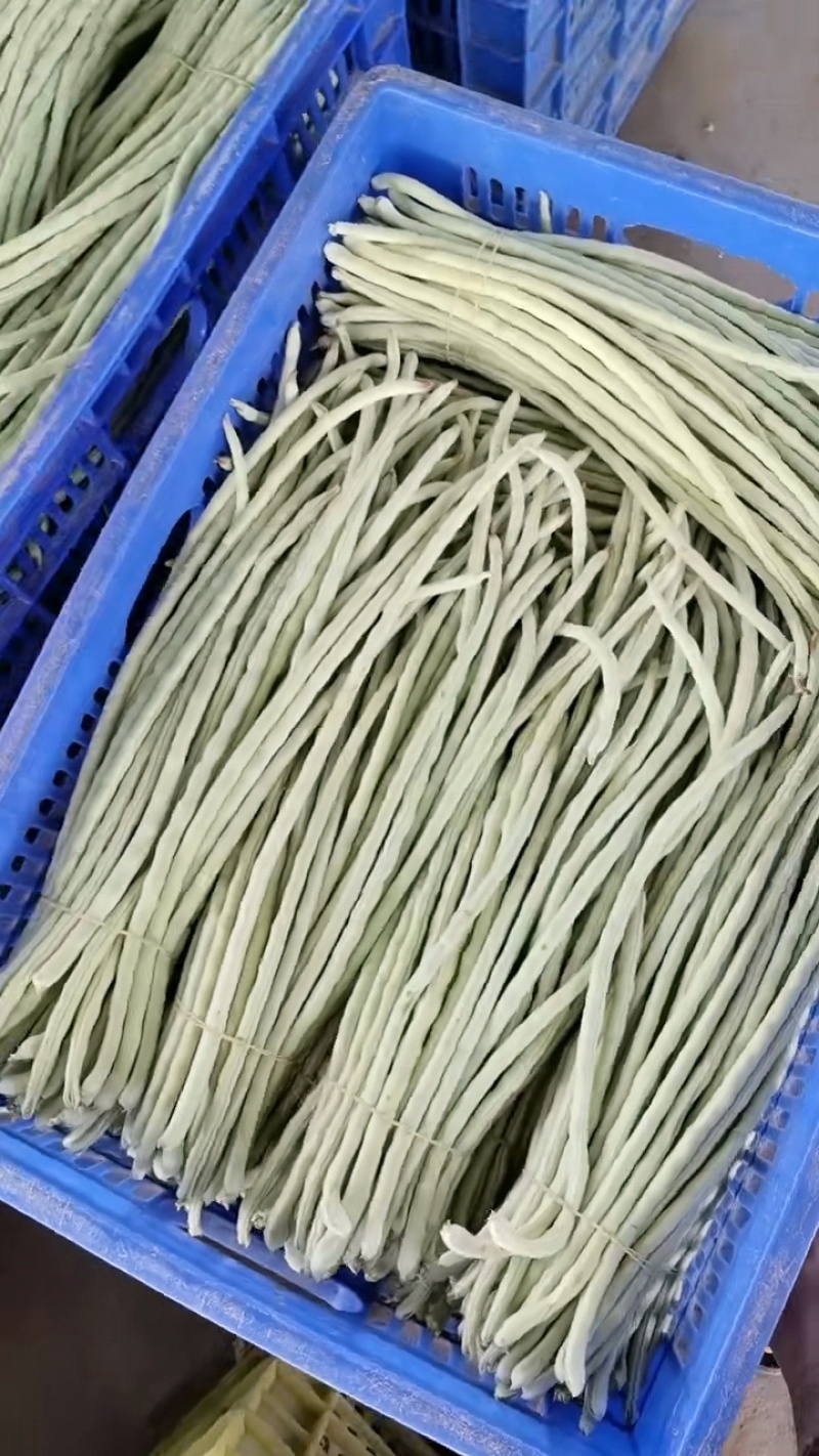 白豆角新鲜上市。欢迎各位老板采购。量大从优。