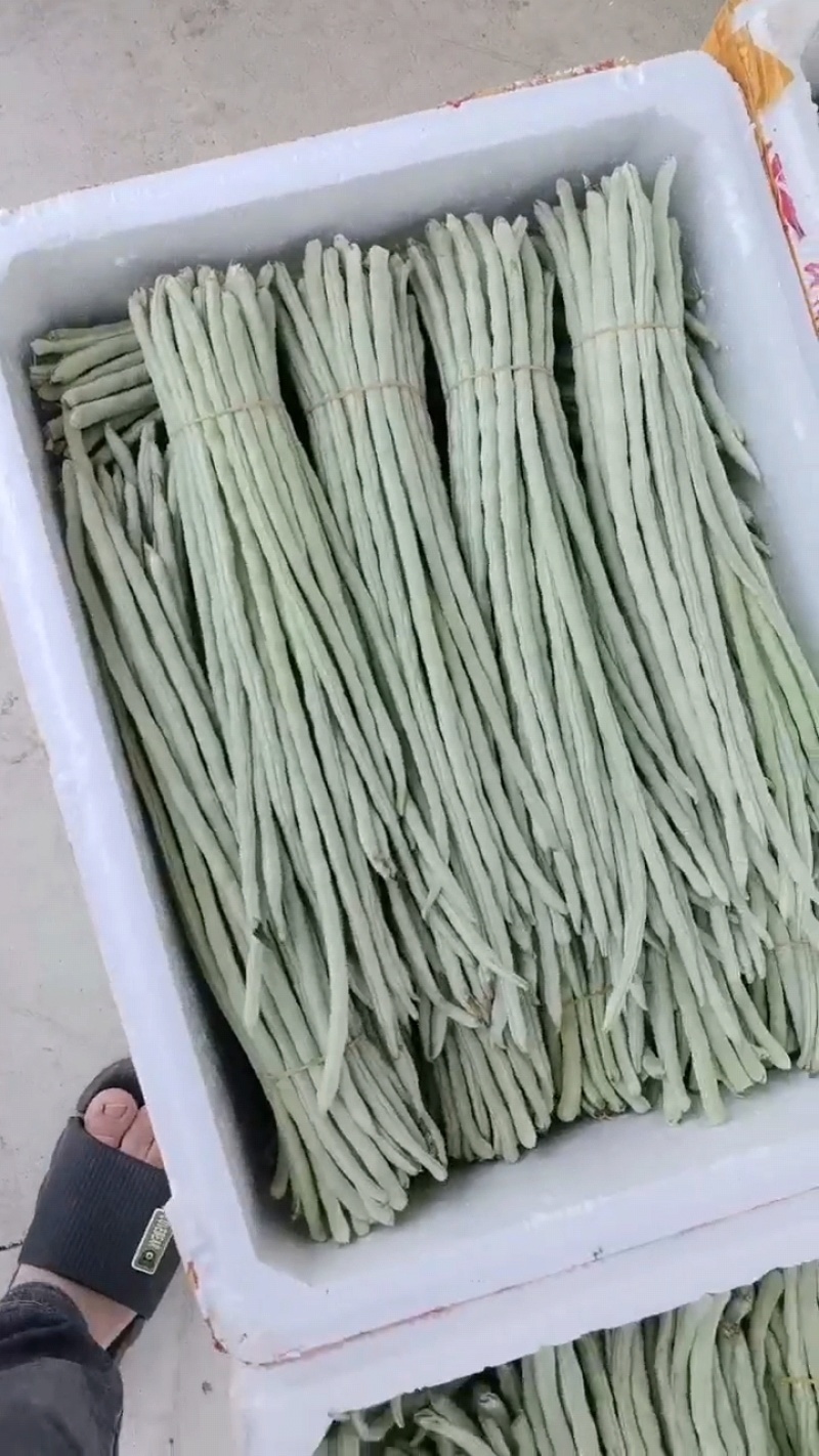 白豆角新鲜上市。欢迎各位老板采购。量大从优。