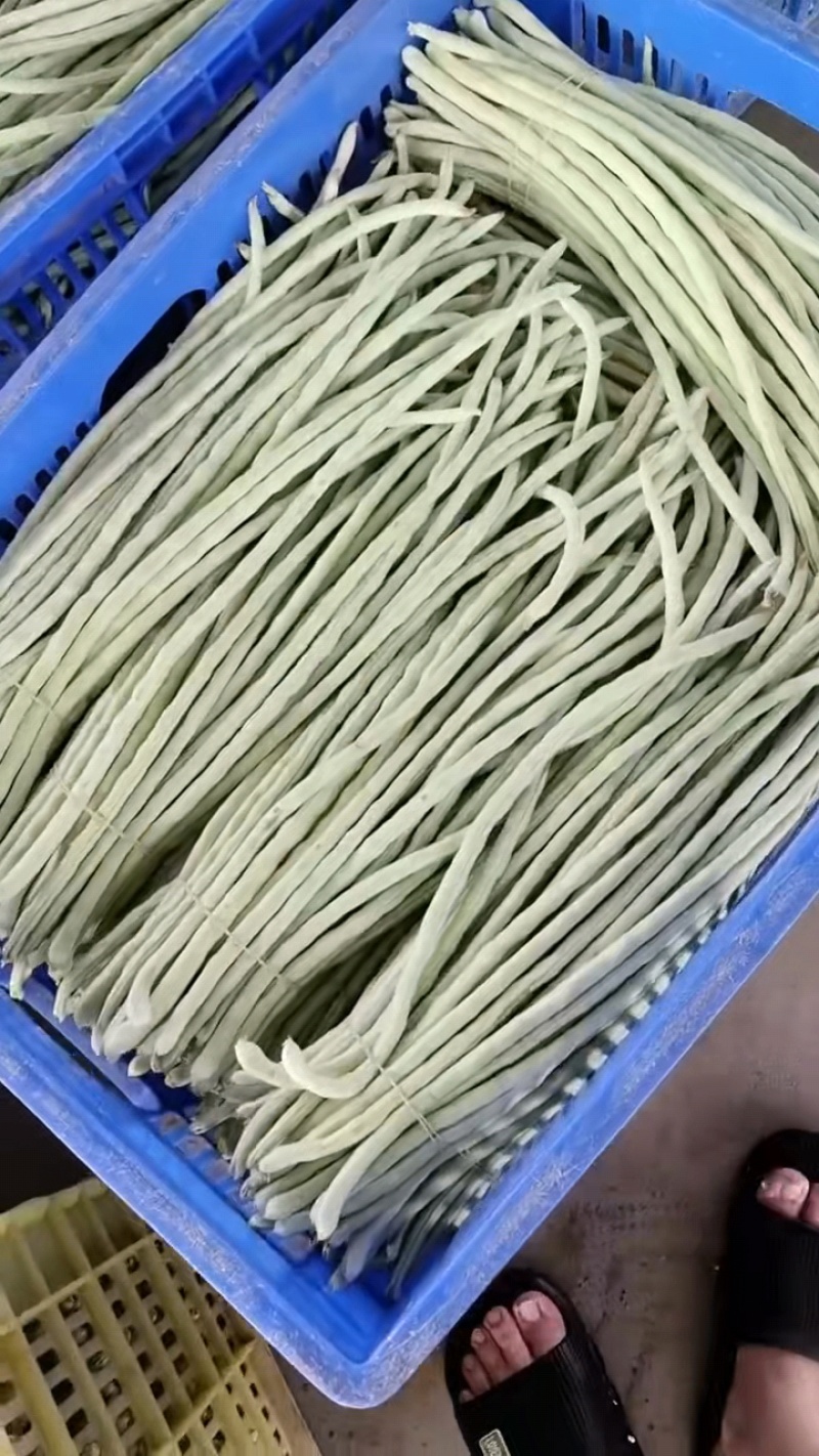 白豆角新鲜上市。欢迎各位老板采购。量大从优。