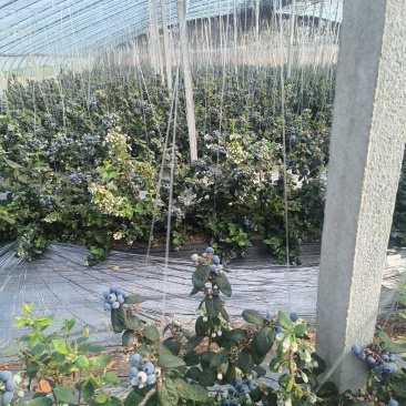 山东日照蓝莓