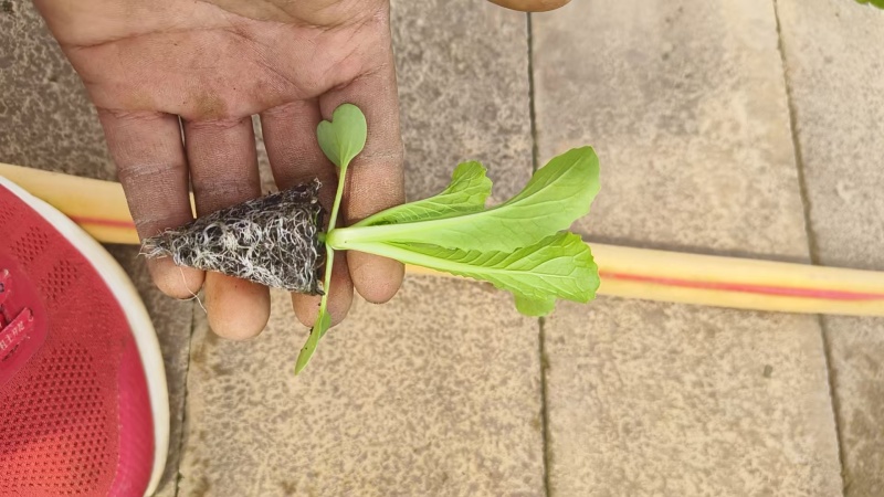 麻叶青白菜苗育苗基地直供现挖现发量大从优抗病