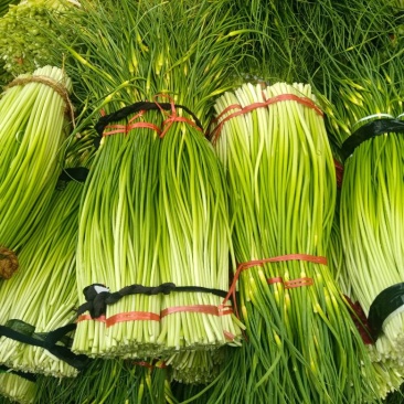 精品蒜苔产地大量供应接车