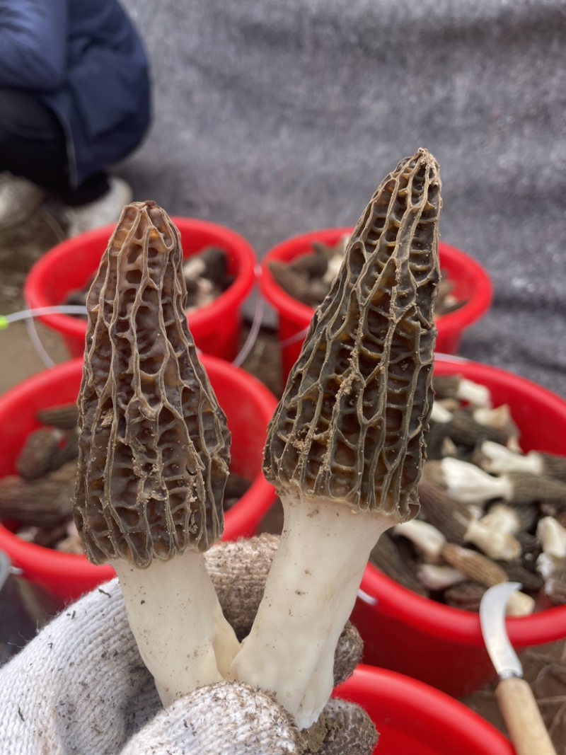 羊肚菌干货