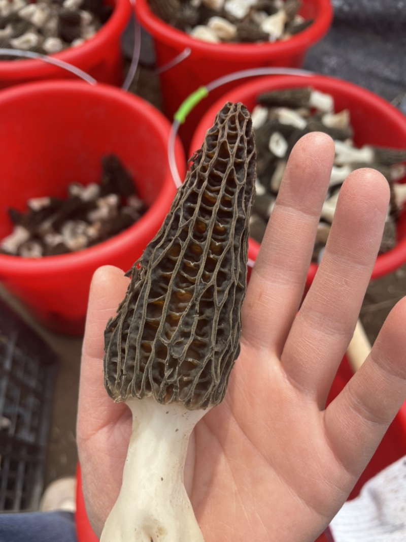 羊肚菌干货