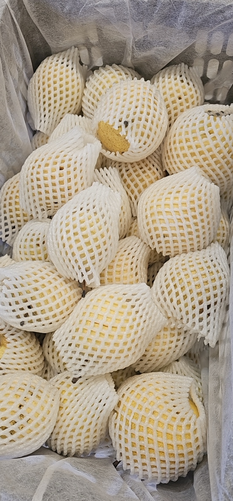 新疆贡梨，砀山梨大量供货，价格便宜