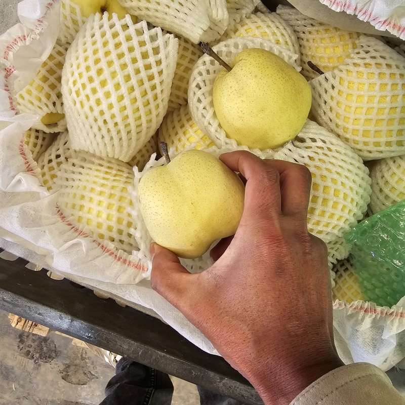 新疆贡梨，砀山梨大量供货，价格便宜