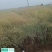 新鲜油菜籽