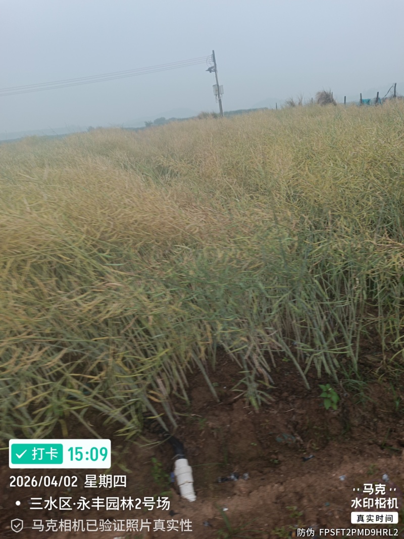 新鲜油菜籽