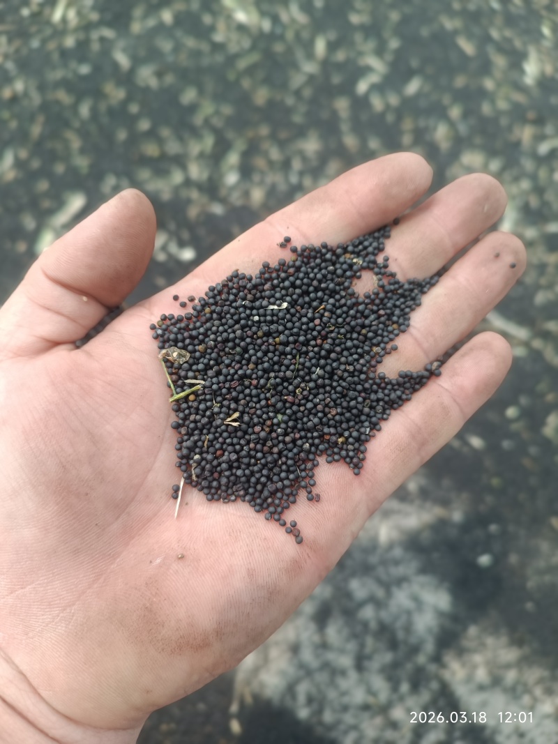 新鲜油菜籽