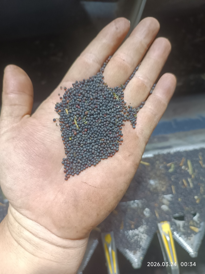 新鲜油菜籽