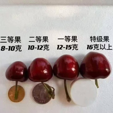 产地美早樱桃大量上市，欢迎新老顾客前来选购
