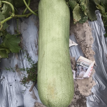 太阳瓜