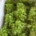 （树仔菜）海南五指山野菜
