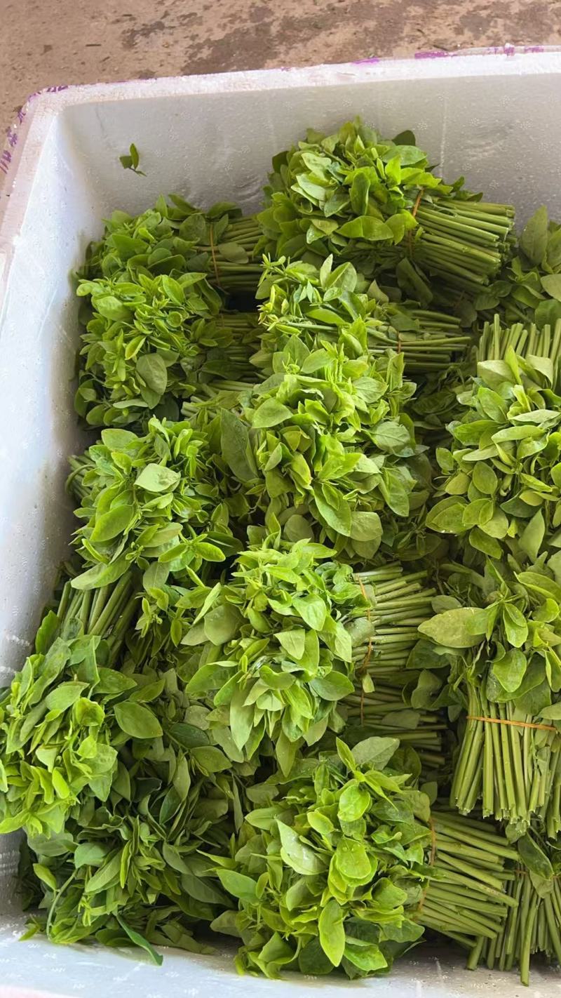 （树仔菜）海南五指山野菜