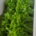 （树仔菜）海南五指山野菜