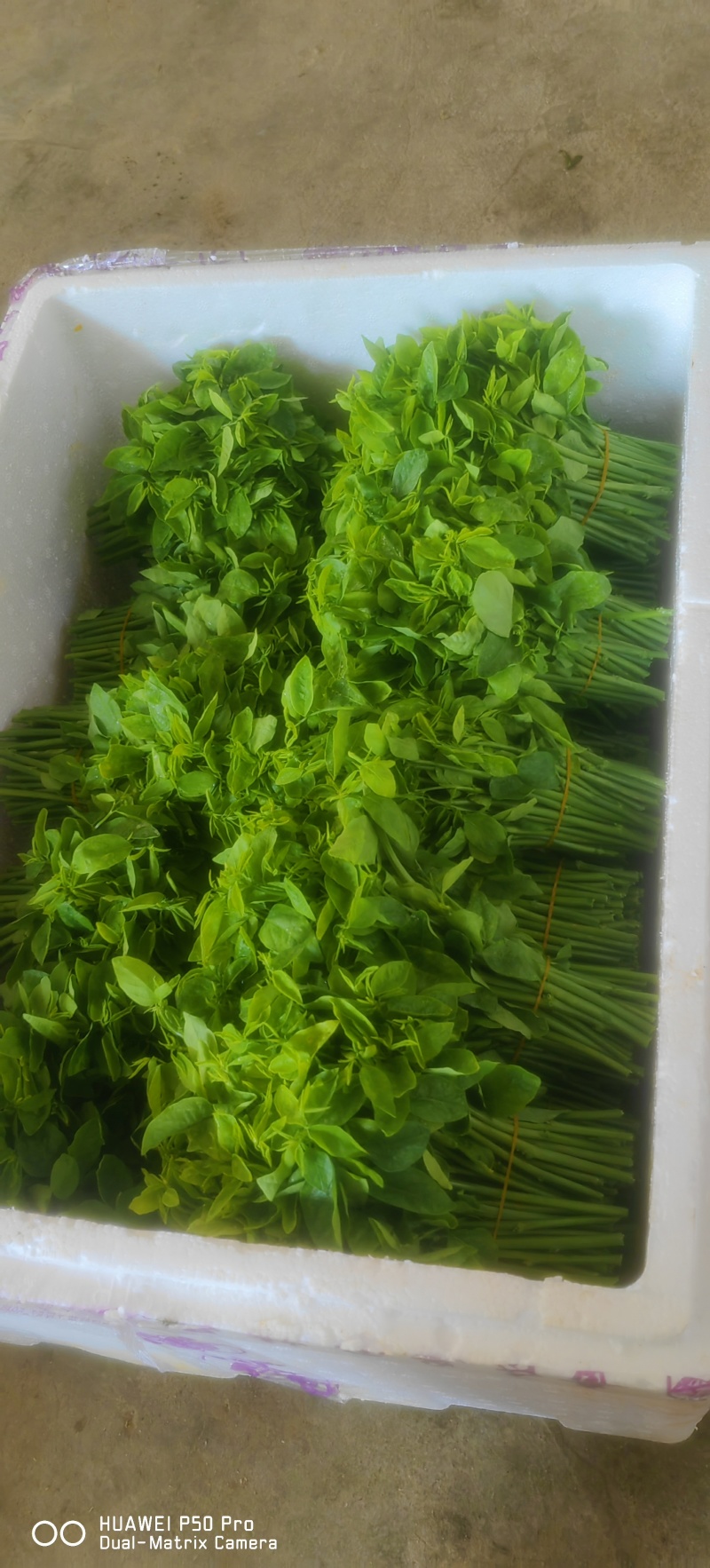 （树仔菜）海南五指山野菜