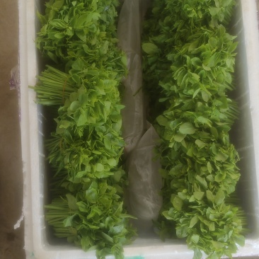 （树仔菜）海南五指山野菜