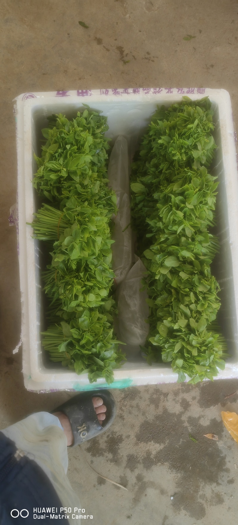 （树仔菜）海南五指山野菜