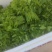（树仔菜）海南五指山野菜