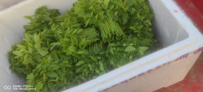 （树仔菜）海南五指山野菜