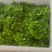 （树仔菜）海南五指山野菜