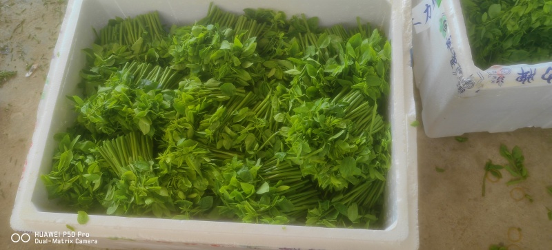 （树仔菜）海南五指山野菜