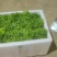 （树仔菜）海南五指山野菜