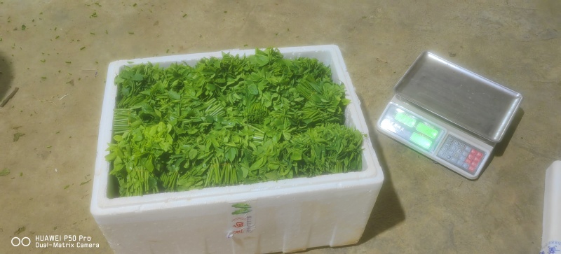 （树仔菜）海南五指山野菜